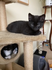 Trick or Cat Treat? The Excellent Cats do Halloween