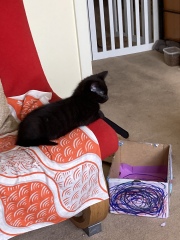 Trick or Cat Treat? The Excellent Cats do Halloween