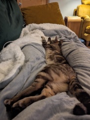 Trick or Cat Treat? The Excellent Cats do Halloween