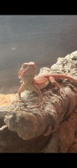 Pet thread?