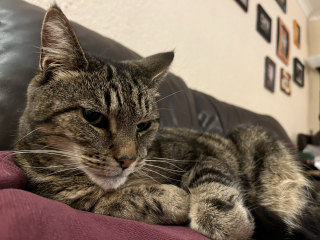 If you’ve lost a loved cat and hesitating whether to take the plunge again..