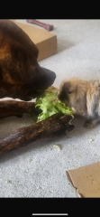 "Loving" XL Bully mauls 10yo to death