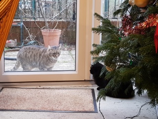 Tinsel, Glitter and Baubles - the Excellent Cats prepare to knock Everything off your Christmas Tree