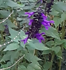 Plant i.d. - blue/purple flowers now