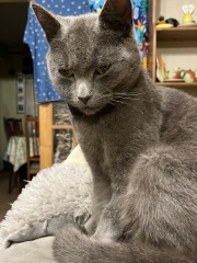 If your cat did OLD, what profile picture would she/he use?