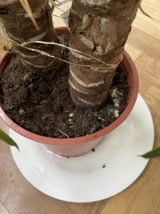 Any green fingered gurus around