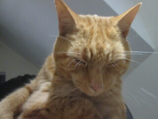 Bluestocking: Do androids dream of electric hair?