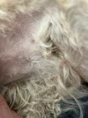 Any idea what these nodule things are?