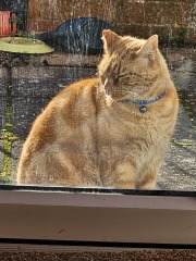 Trick or Cat Treat? The Excellent Cats do Halloween