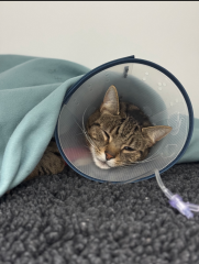 "Sludgy" bladder - anyone else's cat had this?