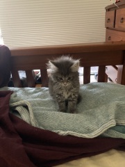 Enter Cat Four