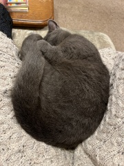 Trick or Cat Treat? The Excellent Cats do Halloween