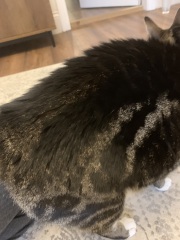 Why is my cats fur like this?