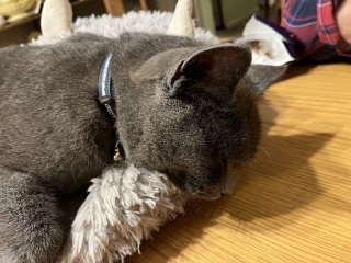 Trick or Cat Treat? The Excellent Cats do Halloween