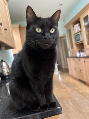 Trick or Cat Treat? The Excellent Cats do Halloween