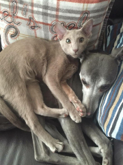 Best breed of dog for first time owner