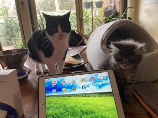 Enter Cat Four