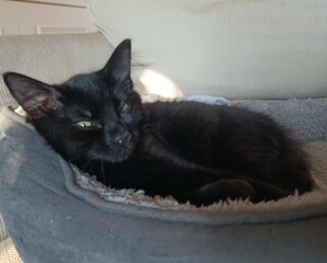 Need LOTS of advice - recently adopted 3 kittens