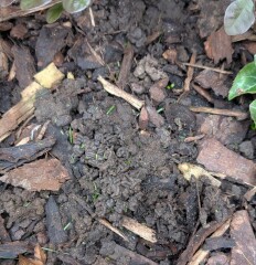 What's destroying my lawn and can I do anything to save it?