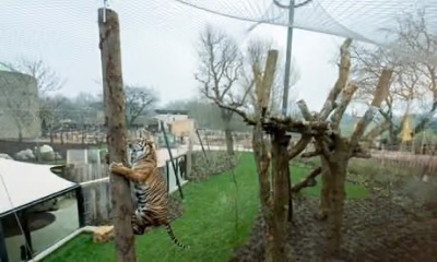 To wonder why older kids never go to the zoo?