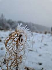 The Nigel Slater Christmas Chronicles Readalong 2024