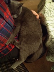 Trick or Cat Treat? The Excellent Cats do Halloween