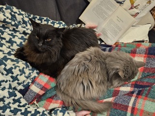 Trick or Cat Treat? The Excellent Cats do Halloween