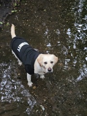 October’s dog of the month: Share your autumn dog photos & win £100 prize bundle!