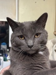 If your cat did OLD, what profile picture would she/he use?