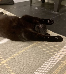 Trick or Cat Treat? The Excellent Cats do Halloween