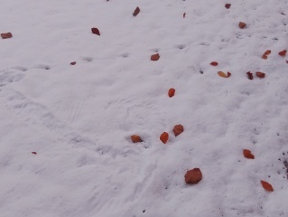 Trick or Cat Treat? The Excellent Cats do Halloween