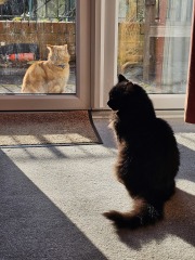 Trick or Cat Treat? The Excellent Cats do Halloween