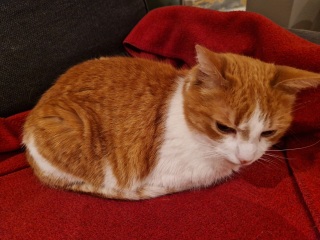 Trick or Cat Treat? The Excellent Cats do Halloween