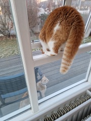 Trick or Cat Treat? The Excellent Cats do Halloween