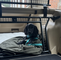 Adolescent Dog Survival Thread - Bark the Herald, furry angels sing!