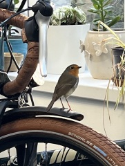 The Great Cancer Recovery part 3