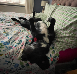 Which dog?