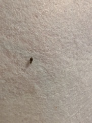 What are these bugs?!
