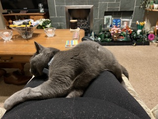 Trick or Cat Treat? The Excellent Cats do Halloween