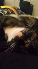 If your cat did OLD, what profile picture would she/he use?