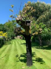 Oak Tree Treatment