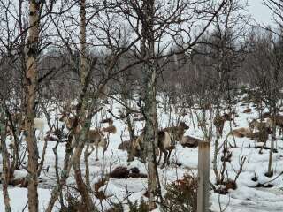 The Nigel Slater Christmas Chronicles Readalong 2024