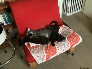 Trick or Cat Treat? The Excellent Cats do Halloween