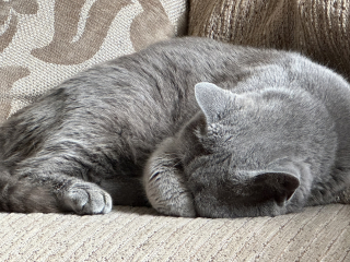 Do you regret getting your cat?