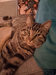 New Cat....what should i feed him?