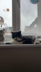 Magnificent Moustaches