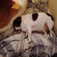 losing weight for my dog