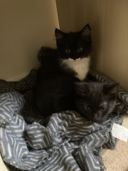 Trick or Cat Treat? The Excellent Cats do Halloween