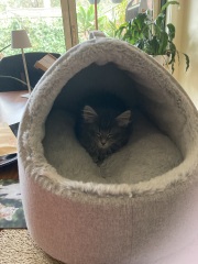 Enter Cat Four