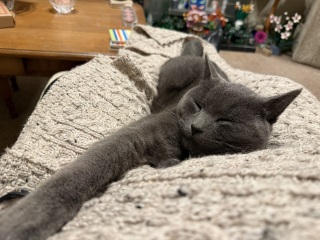 Trick or Cat Treat? The Excellent Cats do Halloween